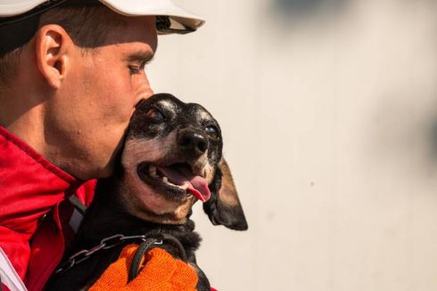 Українські рятувальні собаки потрапили у сотню найкращих у світі
