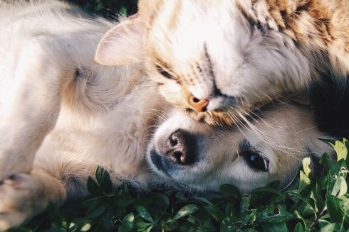 Как помочь домашним животным пережить жару