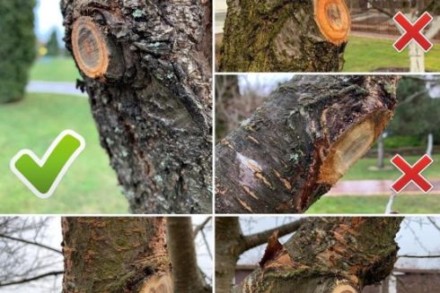 В столице больше не будут варварски обрезать деревья: Киевсовет утвердил новые правила