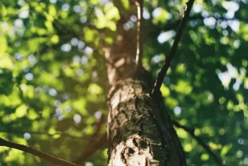 В Киеве планируют утвердить рекомендации по уходу за кронами деревьев