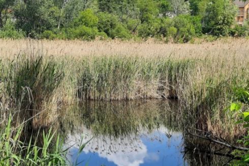 Парк возле Совских прудов передадут «Киевзеленстрою» на сохранение