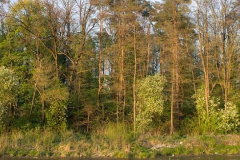 У власність громади повернули землі Біличанського лісу вартістю 6 млн грн