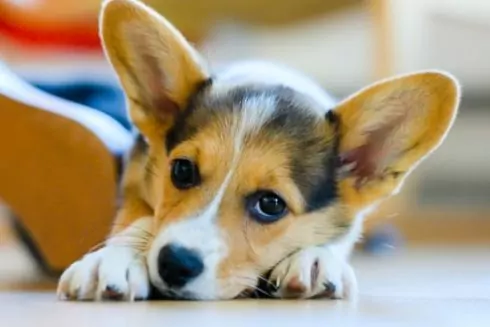 У Києві з&rsquo;явився сервіс пошуку прихистку для тварин