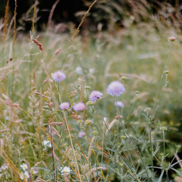 Кияни просять створити лугову зону біля метро "Площа Українських Героїв": петиція