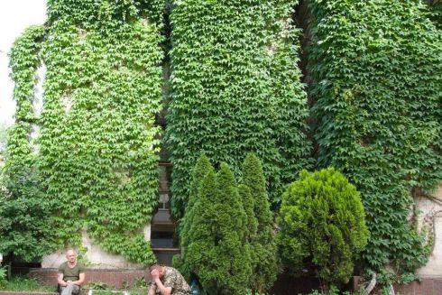 Забудовник зрізав 30-річний виноград на будівлі Квітів України