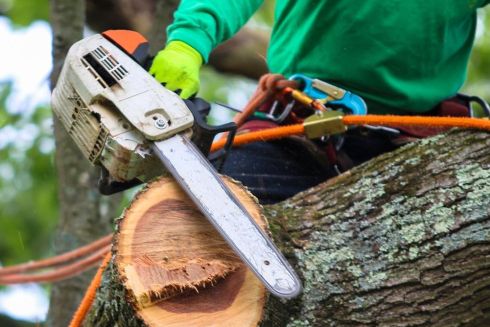 Кличко відповів на петицію про ліквідацію "Київзеленбуду": що сказав мер