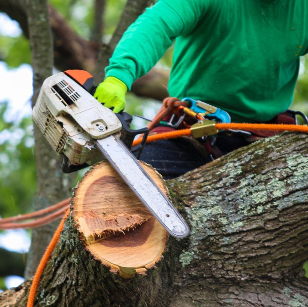 Кличко відповів на петицію про ліквідацію "Київзеленбуду": що сказав мер