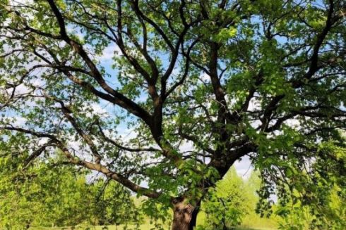 На 1,5 га Беличанского леса хотят построить пожарное депо ГСЧС