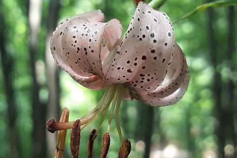 В Деснянском районе Киева появится ландшафтный заказник