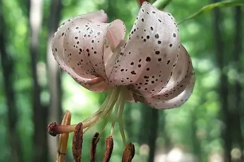 В Деснянском районе Киева появится ландшафтный заказник