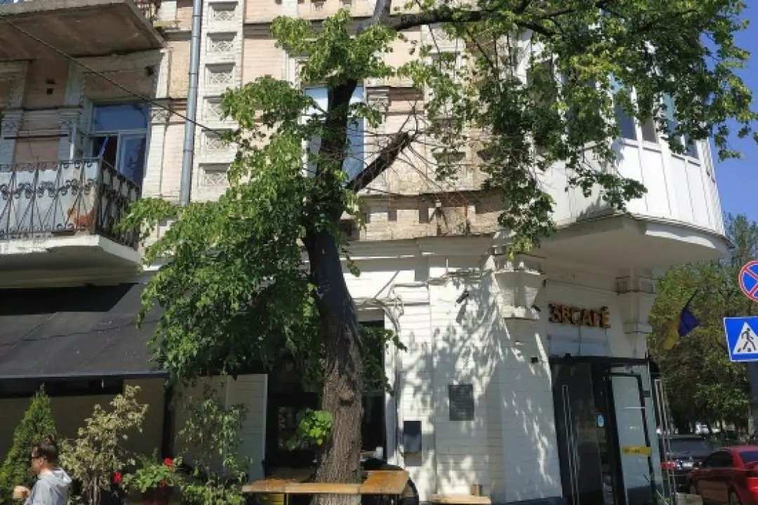 На Подолі врятували липу, яку обрізали комунальники: фото