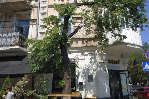 На Подоле спасли липу, обрезанную коммунальщиками: фото