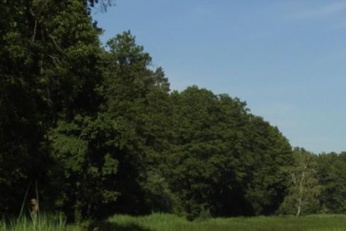 Майже 100 га Біличанського лісу можуть забудувати