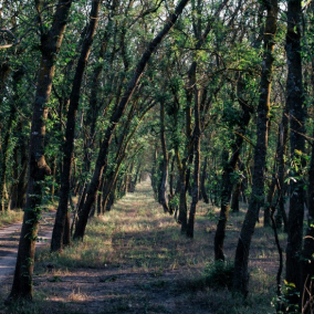 У Дарницькому районі хотіли забудувати 16 гектарів лісу