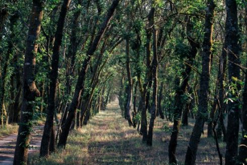 У Дарницькому районі хотіли забудувати 16 гектарів лісу