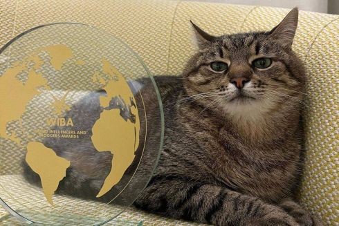 Украинский кот Степан получил награду для блогеров в Каннах