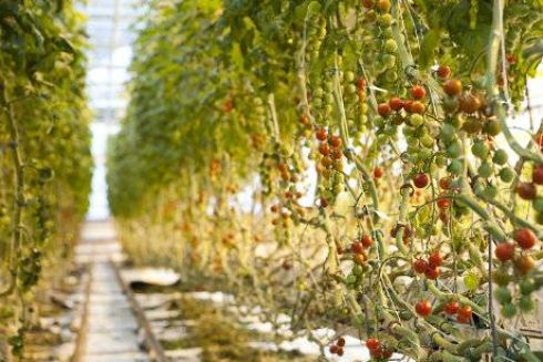 Что ты городишь: как к нам пришло садоводство