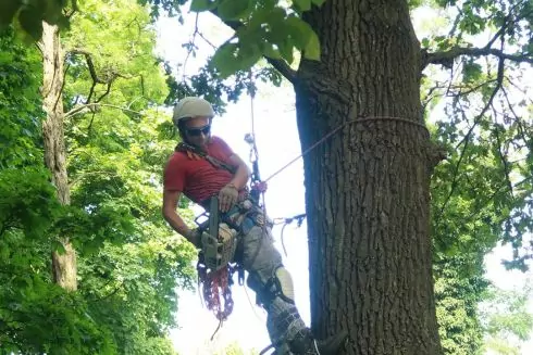 У Львові зрізані аварійні дерева будуть використовувати для опалення