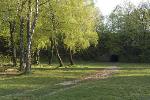 Еко-активісти збирають гроші на судовий захист Лисої гори від забудови військовим кладовищем