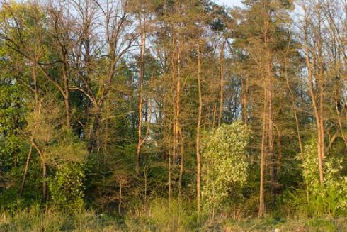 Суд остаточно повернув Біличанський ліс громаді Києва