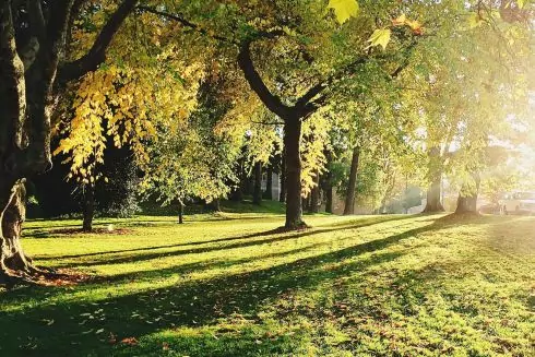 На Сырце начали обустраивать экопарк. Это проект-победитель &laquo;Общественного бюджета&raquo;