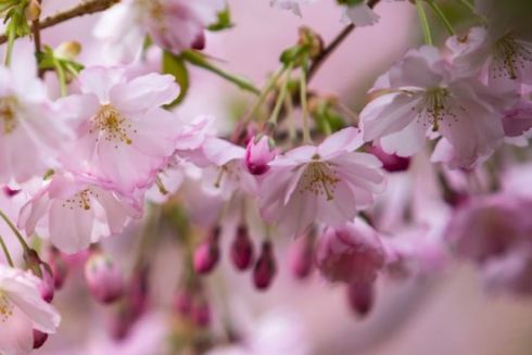 В Киеве расцвели сакуры и магнолии: список мест, где ими полюбоваться