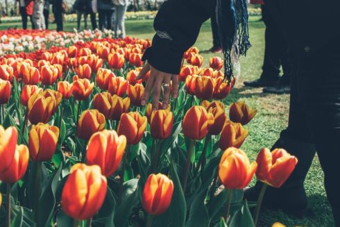 Уряд Нідерландів ввів обмеження для туристів