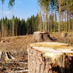 Біля Чорнобиля незаконно зрізали дерев майже на 120 млн грн