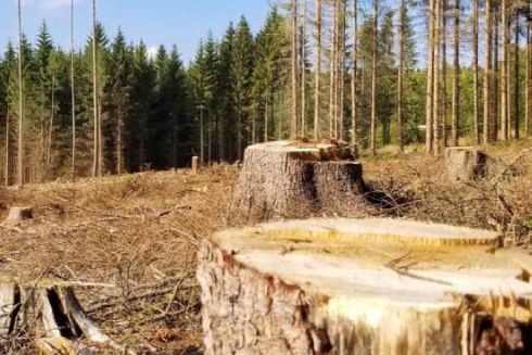 Біля Чорнобиля незаконно зрізали дерев майже на 120 млн грн