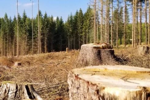 Деревина з Чорнобиля може потрапити на ринок