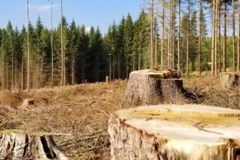 Деревина з Чорнобиля може потрапити на ринок