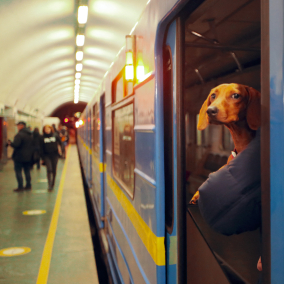 У Києві стартувало опитування щодо перевезення собак у метро