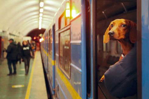 У Києві стартувало опитування щодо перевезення собак у метро