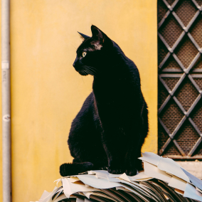 Іспанське місто призупинило адопцію чорних котів через Гелловін