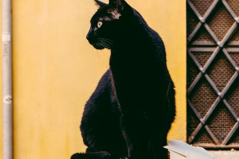 Іспанське місто призупинило адопцію чорних котів через Гелловін