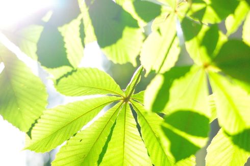 У Києві дозволили послабити карантин