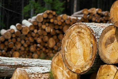 Мешканцям прифронтових областей безкоштовно доставлятимуть дрова для обігріву осель: як отримати