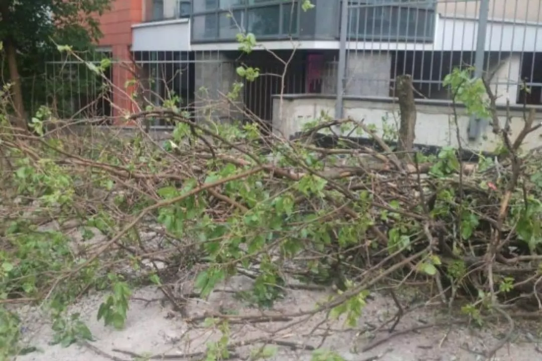 На Січових Стрільців вирубують дерева заради паркінгу
