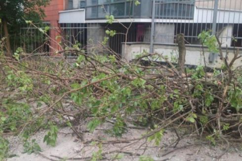 На Січових Стрільців вирубують дерева заради паркінгу