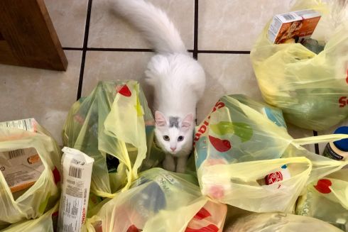 В Україні заборонили тонкі поліетиленові пакети: Серед них – ”маєчки”, кульки для м‘яса та риби