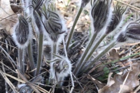 В Киевской области создали 8 новых заповедных объектов: список