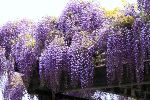 У Сирецькому парку висадять гліцинії: фото