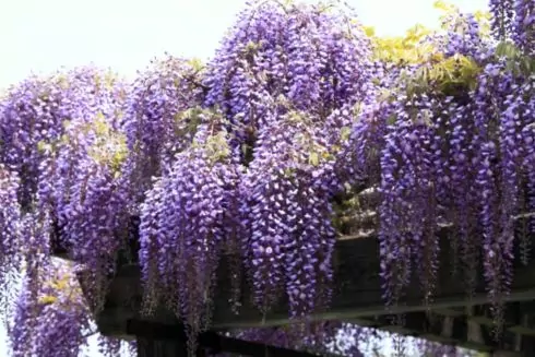 В Сырецком парке высадят глицинии: фото