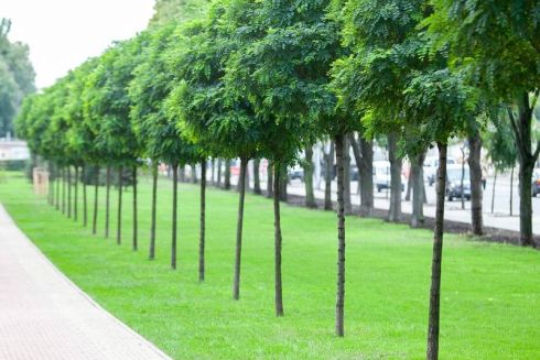 У Києві створили інтерактивну карту зон, де кожен може висадити дерево