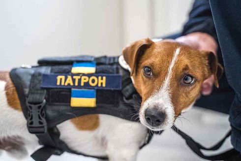 Видео. О псе Патроне создали приключенческий мультсериал