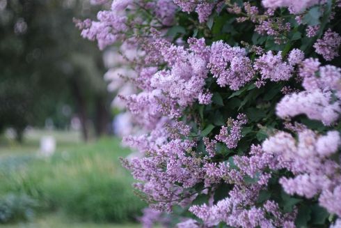 В Буче, Ирпене и Бородянке высадят малые украинские сады с сиренью и калиной. Как присоединиться