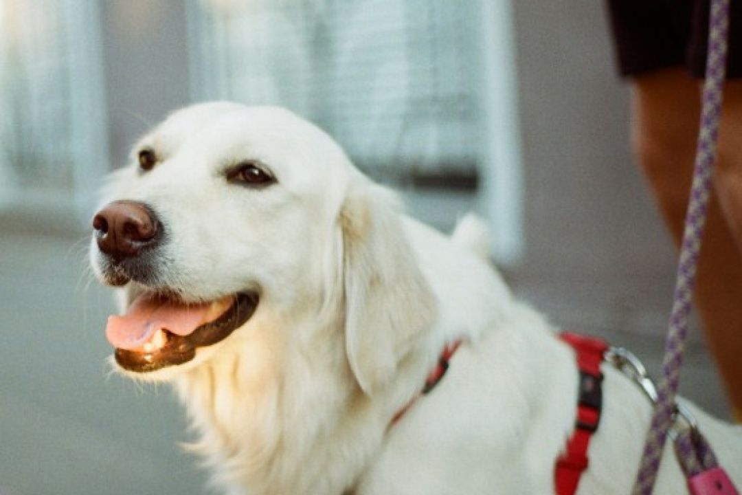 Італійське місто запровадить туристичний збір для собак