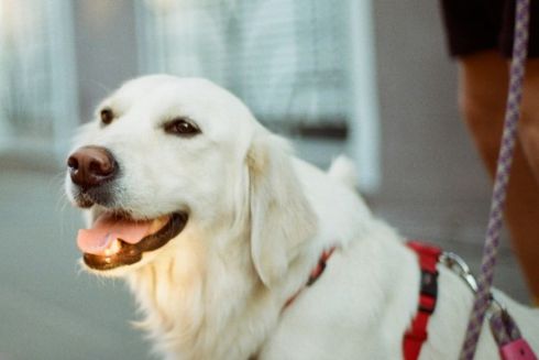 Італійське місто запровадить туристичний збір для собак