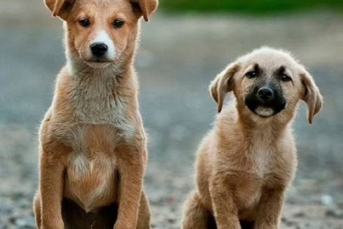 Петиція про створення зоополіції в Україні зібрала необхідні 25 тисяч підписів