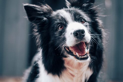 На Подоле пройдет благотворительный парад собак